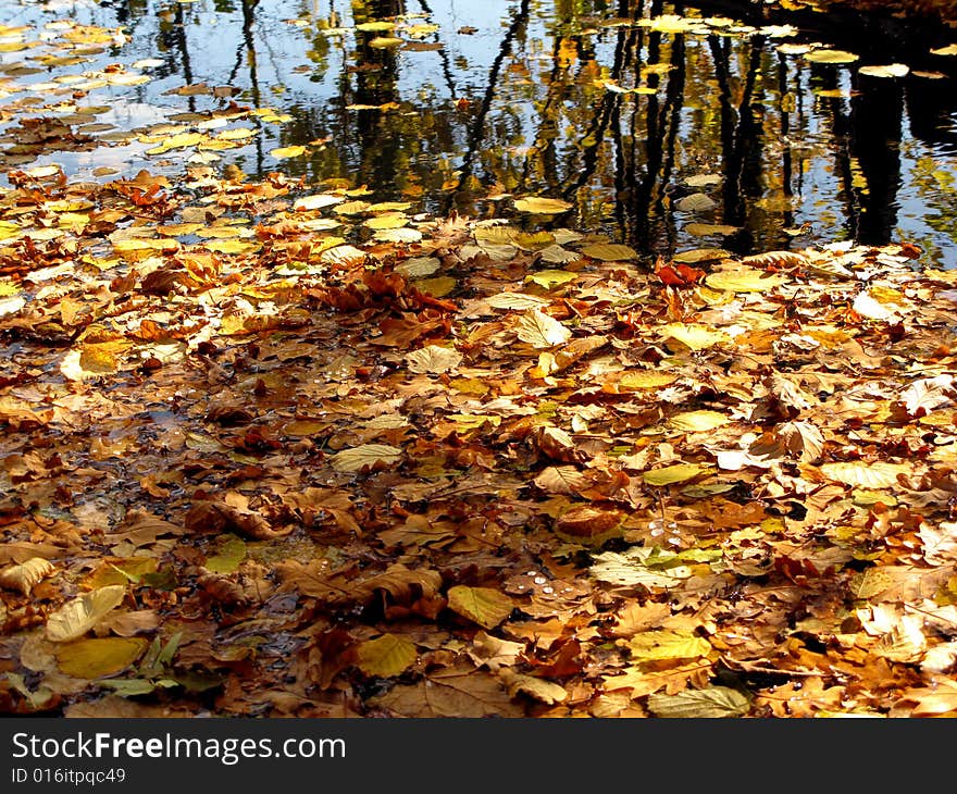 Pond with autumn leaves