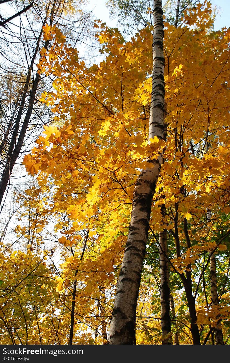 Autumn colors in the forest. Autumn colors in the forest