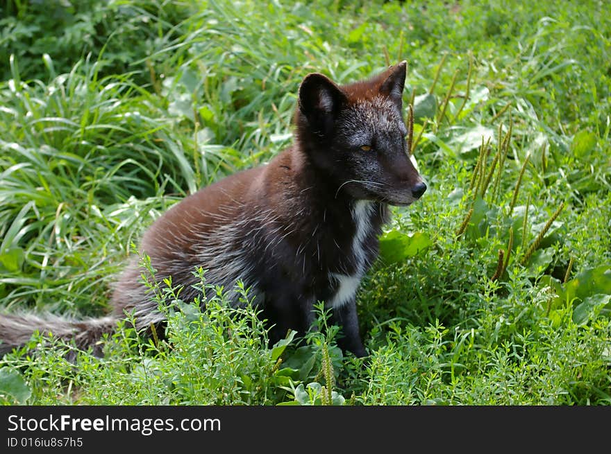 Young arctic fox