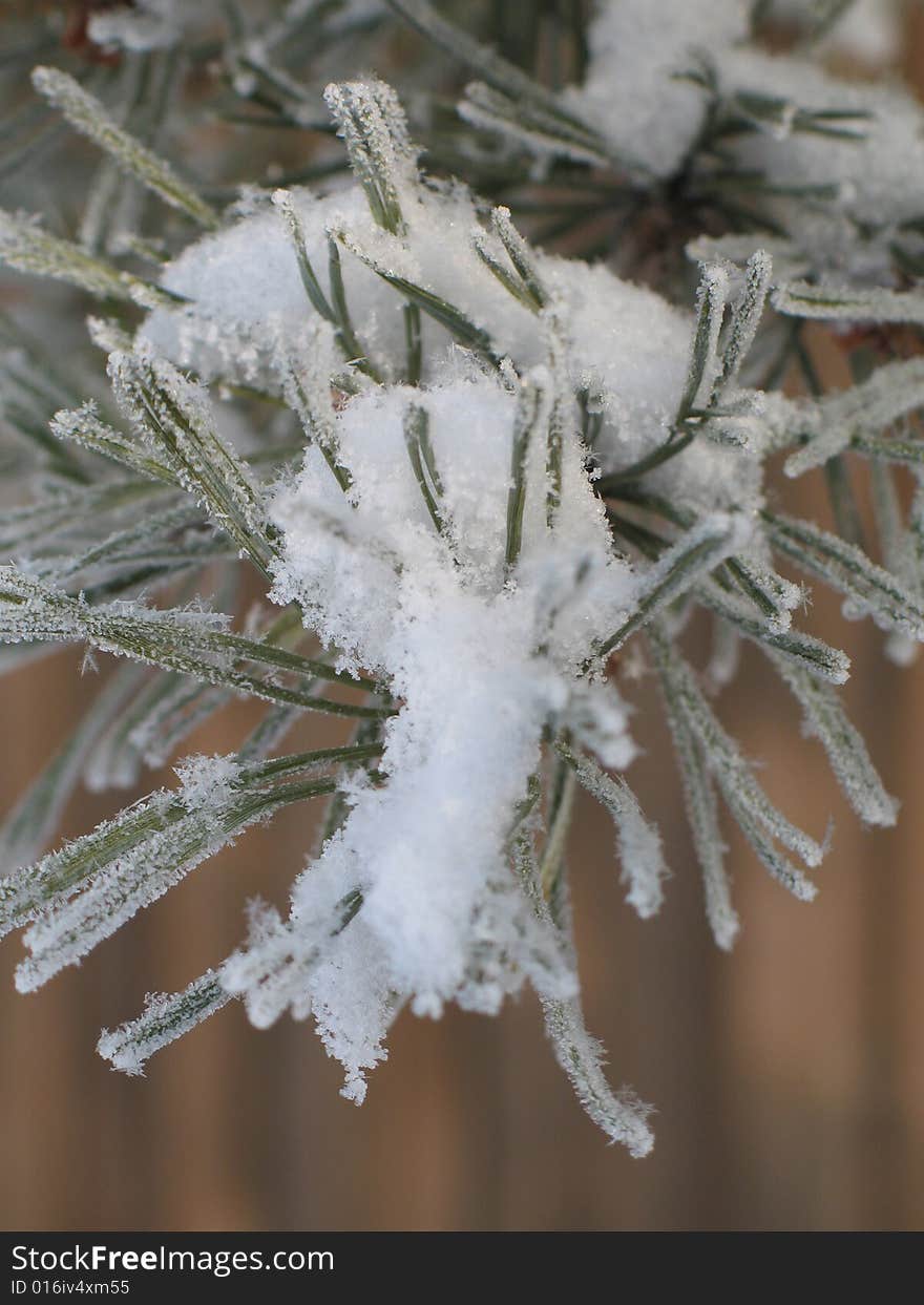 Snow flakes on a branch