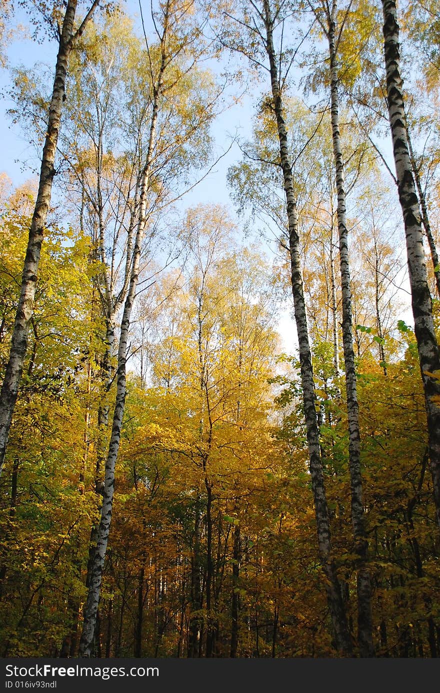 Autumn colors in the forest. Autumn colors in the forest