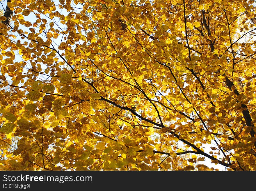 Autumn colors in the forest. Autumn colors in the forest