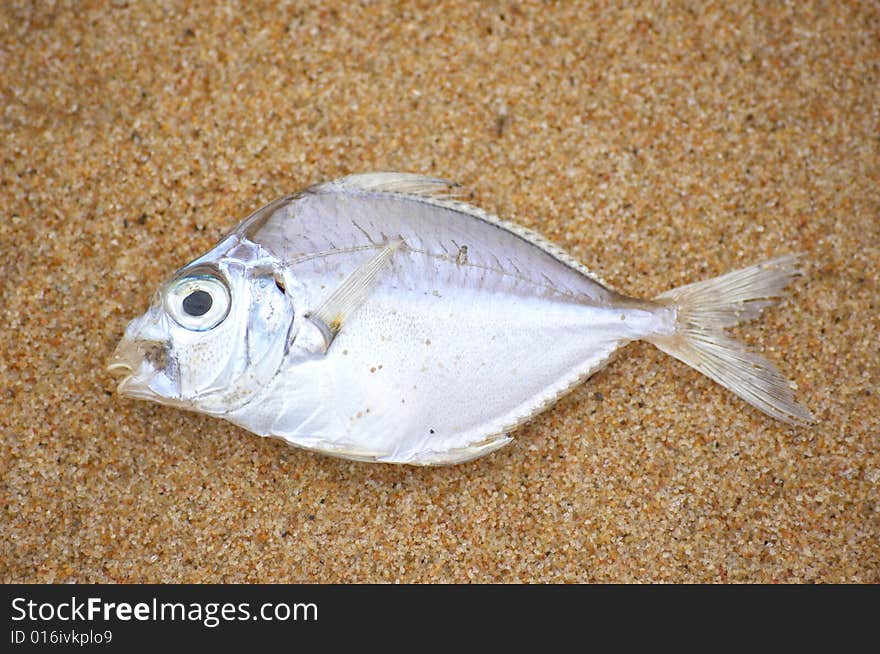 A Fish on the sand.