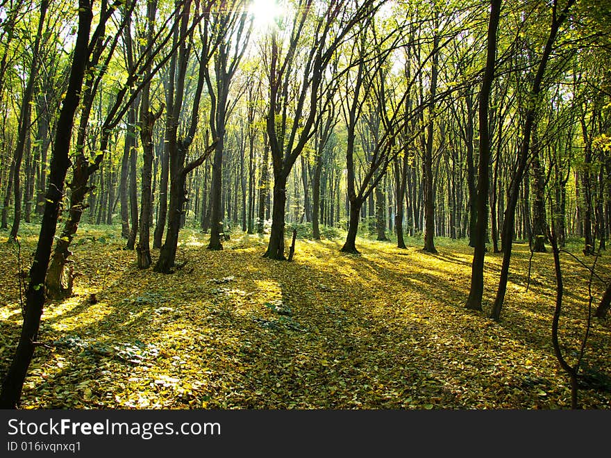 Autumn Forest