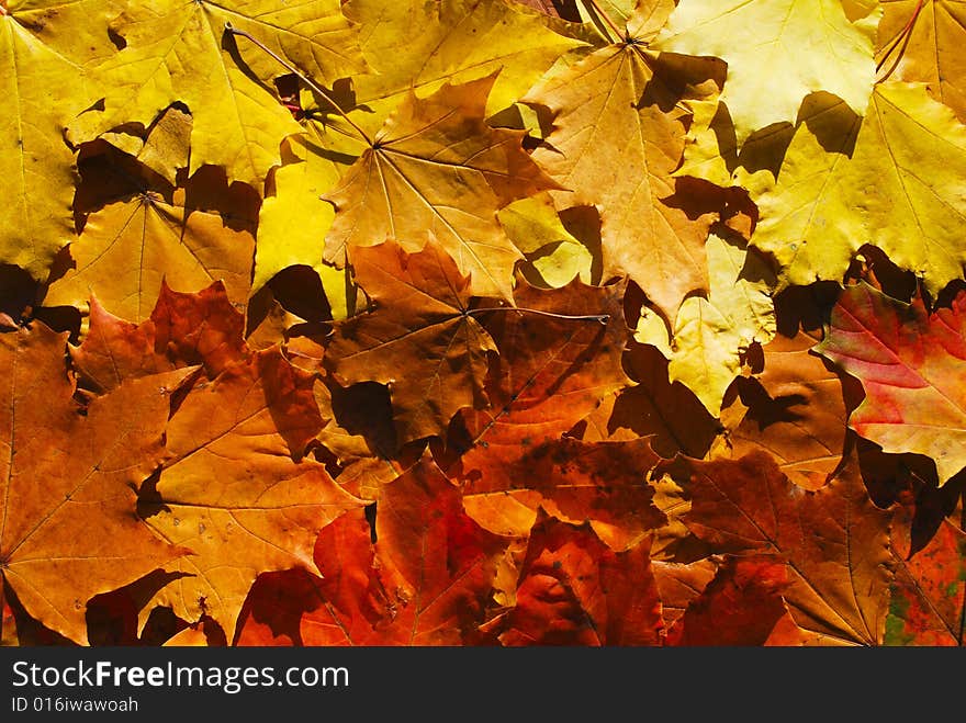 Carpet of maple’s leafs. Carpet of maple’s leafs