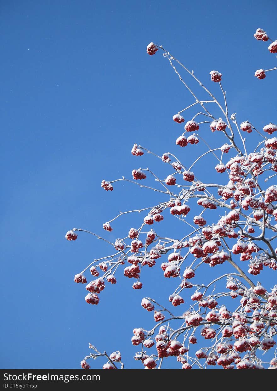 Frosted berry tree covered with snow