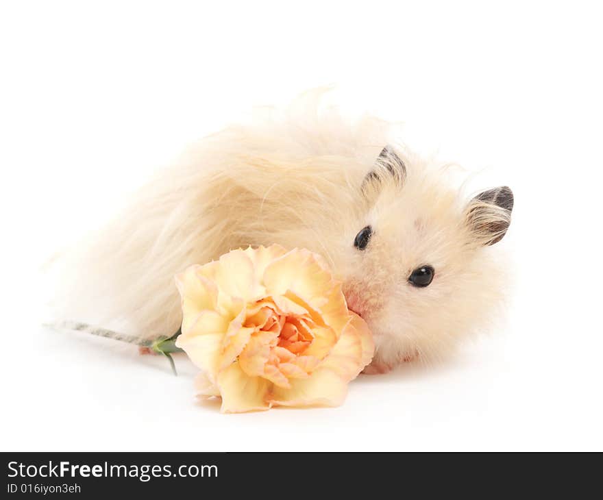 Hamster With Flower