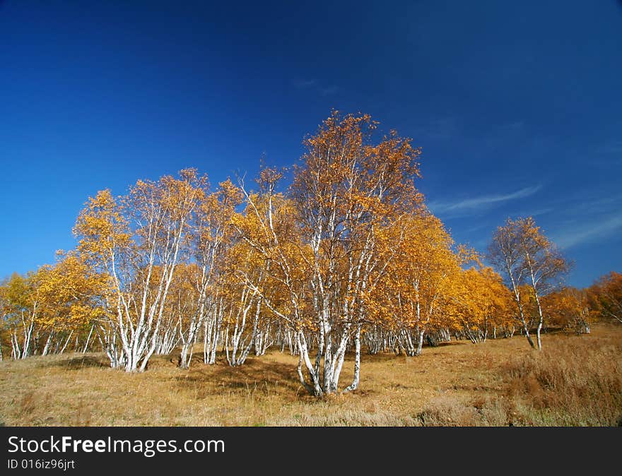 The silver birch is very engaging in fall