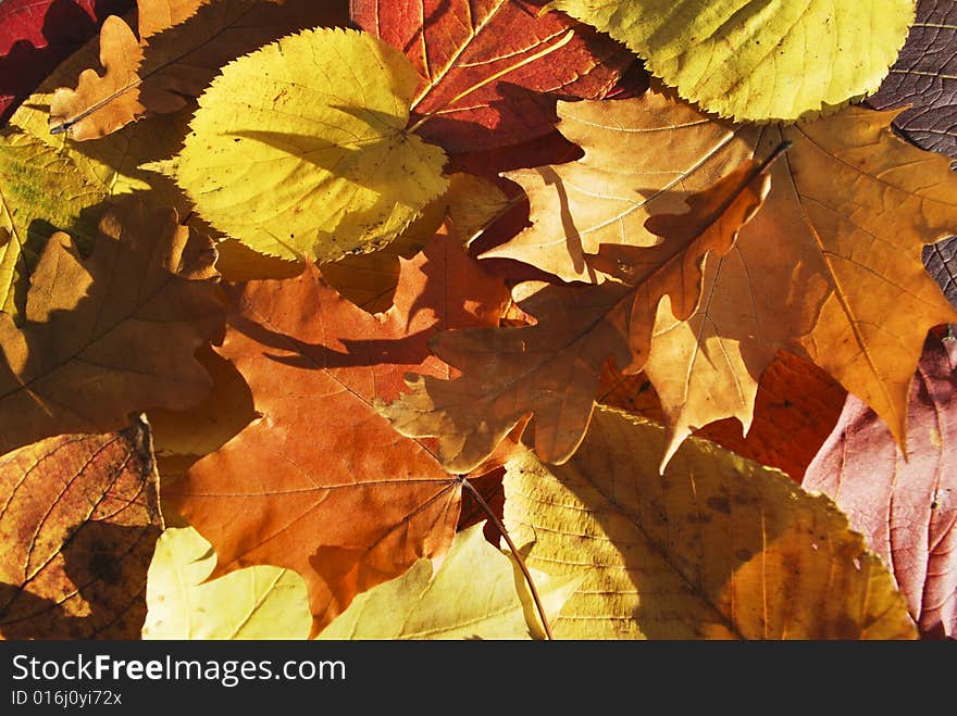 Carpet of leafs of different trees