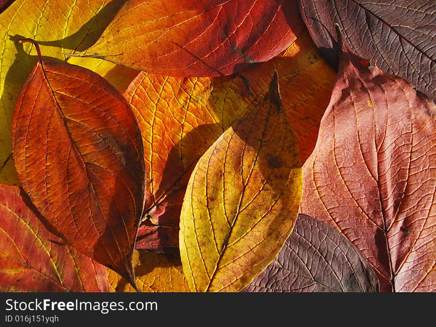 Carpet of cotoneaster’s leafs. Carpet of cotoneaster’s leafs