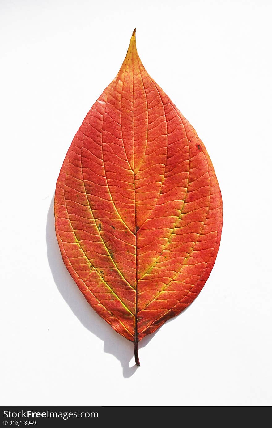 Isolated leaf of  cotoneaster on the white background. Isolated leaf of  cotoneaster on the white background