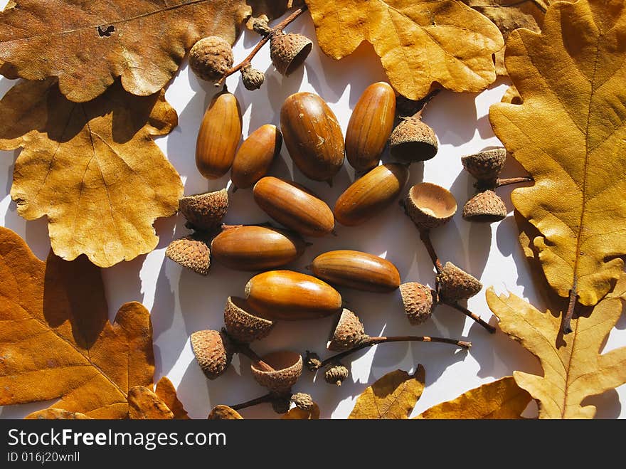 Oak’s leafs and acorns on the white background