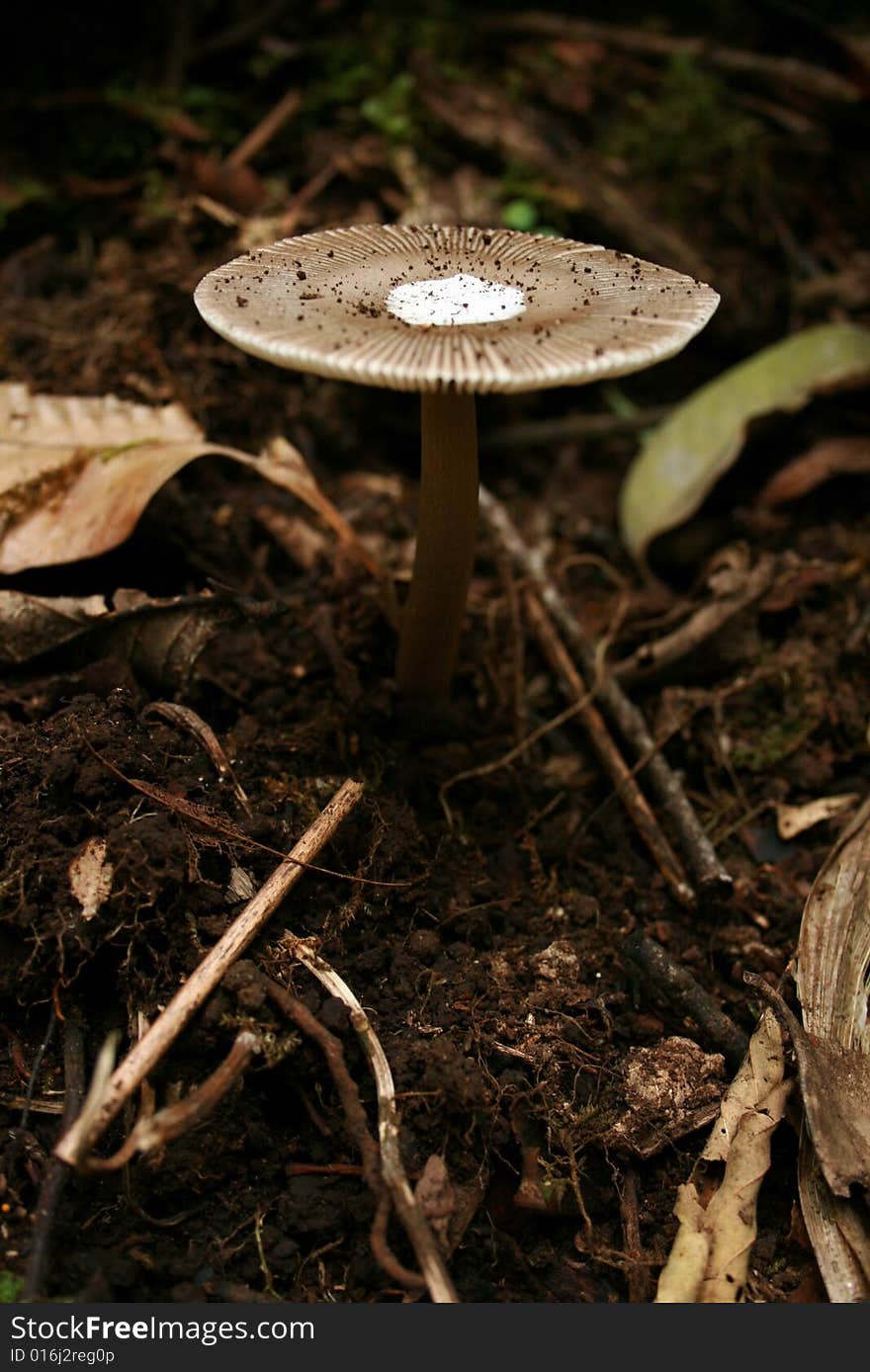 Rain forest inhabitant, I found in Mt.Slamet, Central Java, Indonesia. Rain forest inhabitant, I found in Mt.Slamet, Central Java, Indonesia