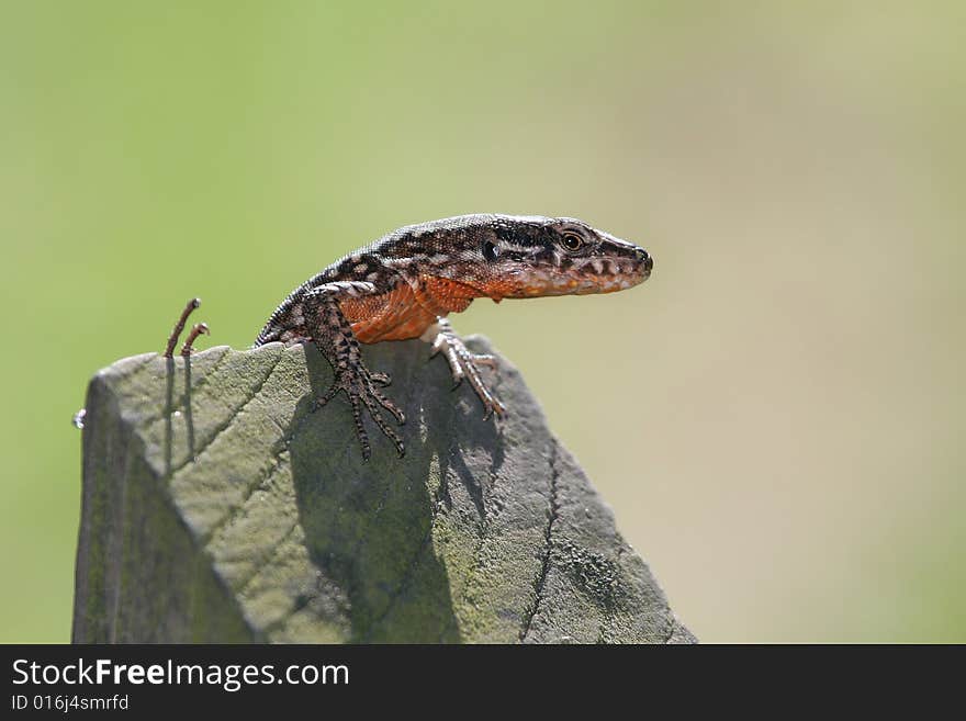 A lizard above a wood