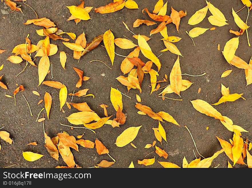 Fall autumn leaves on road in park. Fall autumn leaves on road in park