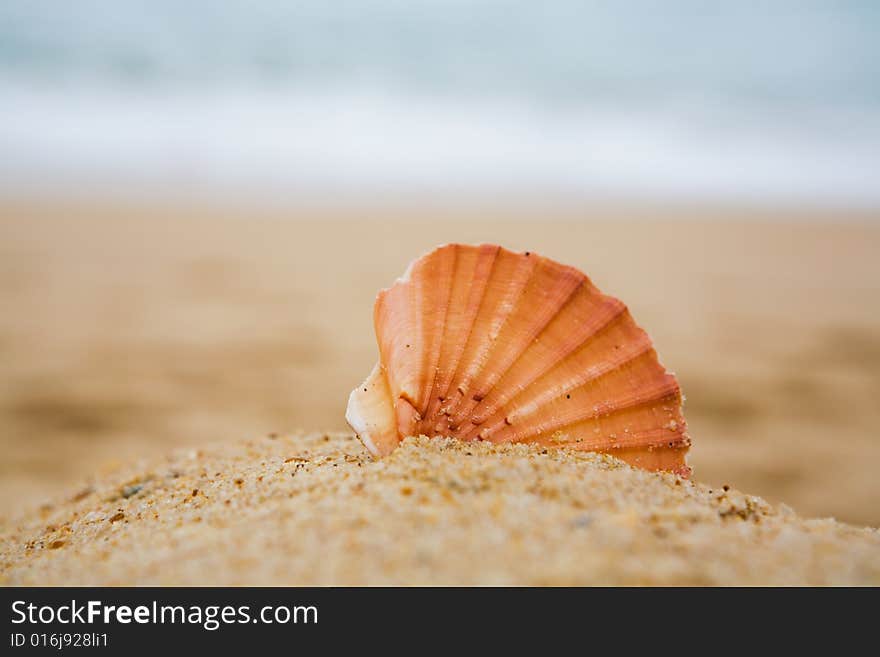 Cockleshell On Sand