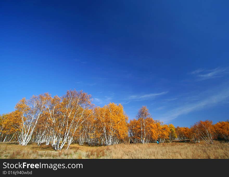 Deep blue sky and golden trees. Deep blue sky and golden trees