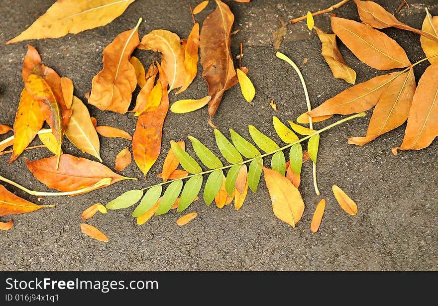 Fall autumn leaves on road in park. Fall autumn leaves on road in park