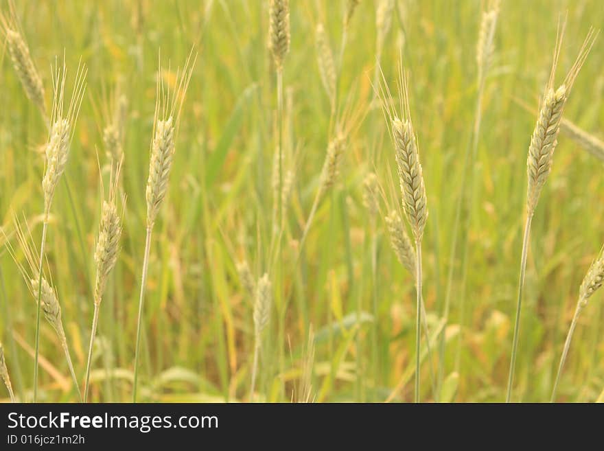 Wheat Field