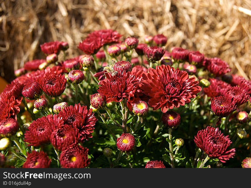 Spider On Mums