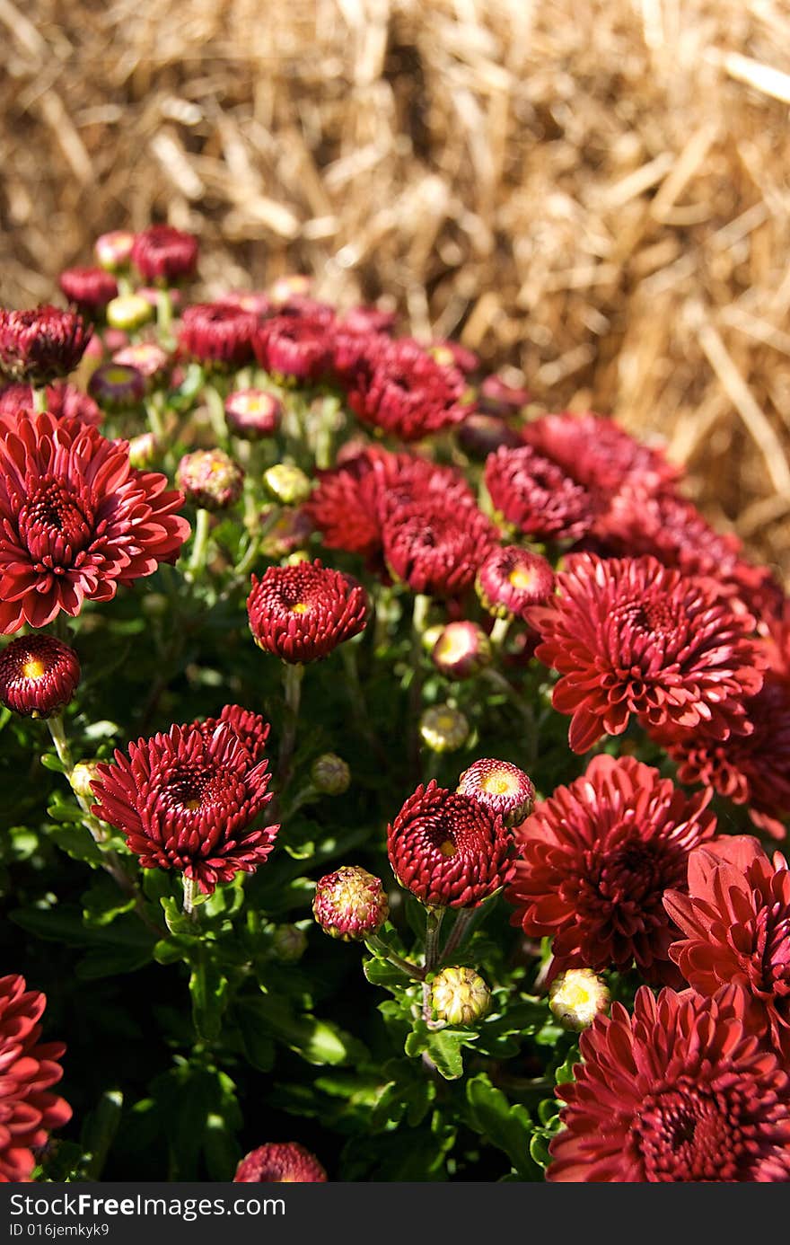 Budding burgundy colored mums in morning sun with hay out of focus in background. Budding burgundy colored mums in morning sun with hay out of focus in background