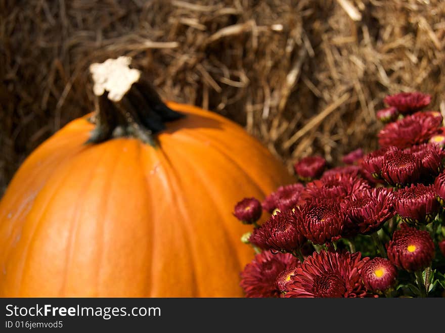 Burgundy Mums And Pumpkin Display