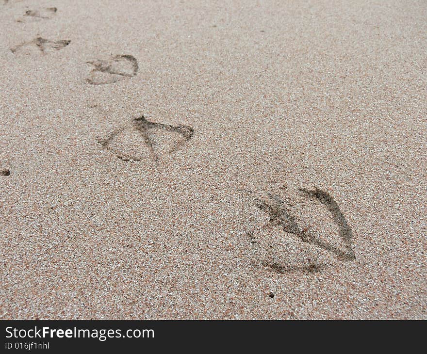 Footprint in the golden sand