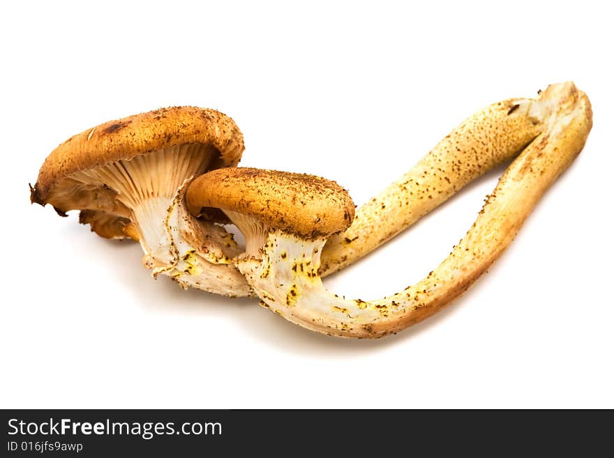 Fresh and beautiful mushrooms on a white background