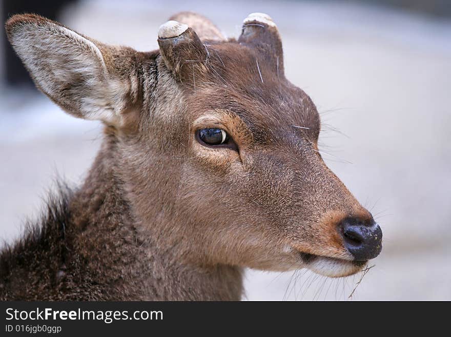 Closeup of deer