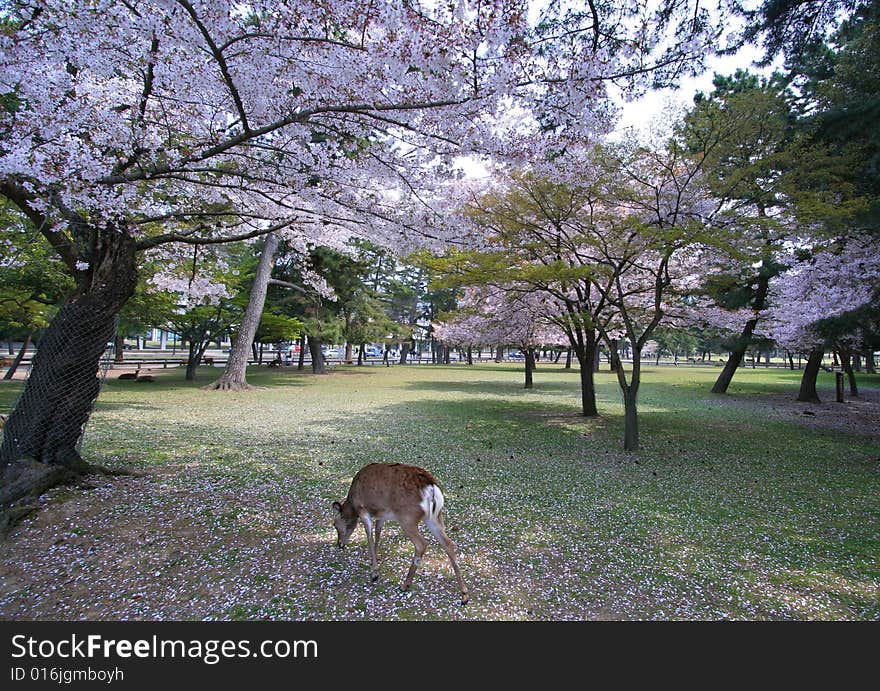 Deer walking under cherry blossom tree. Deer walking under cherry blossom tree