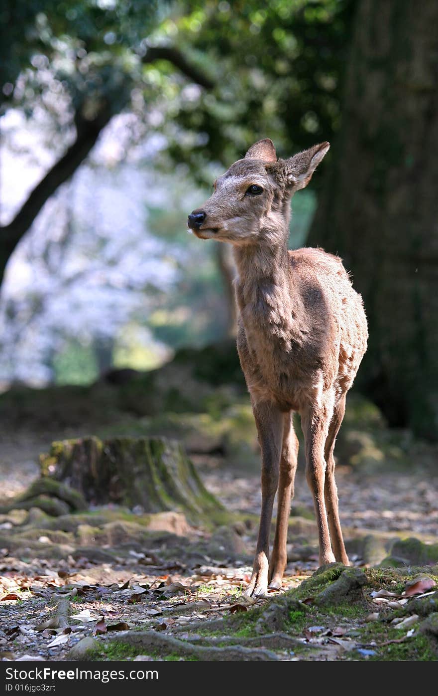 Deer In Forest