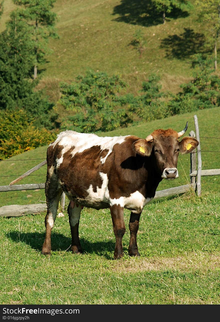 Cow husdanbry on a meadow in romanian Carpathians. Cow husdanbry on a meadow in romanian Carpathians