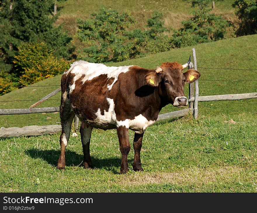 Cow husdanbry on a meadow in romanian Carpathians. Cow husdanbry on a meadow in romanian Carpathians