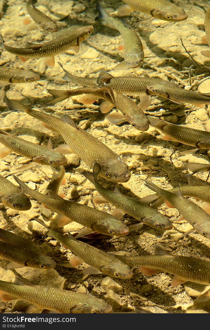 River fish in natural background- clear water of plitvice