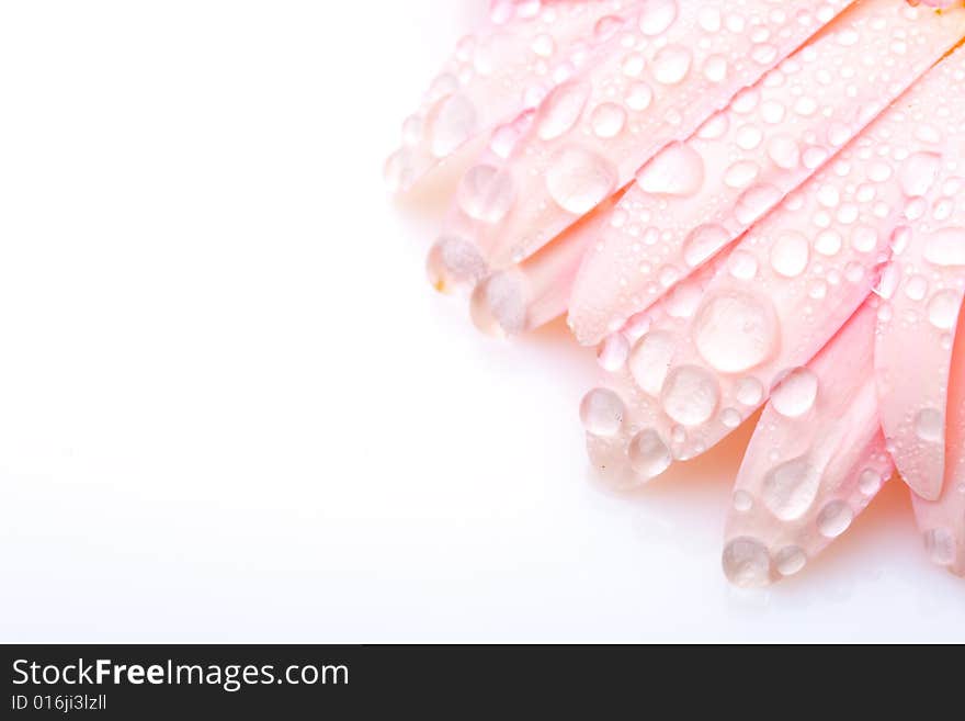 Pink wet petals of gerber on white background. Pink wet petals of gerber on white background