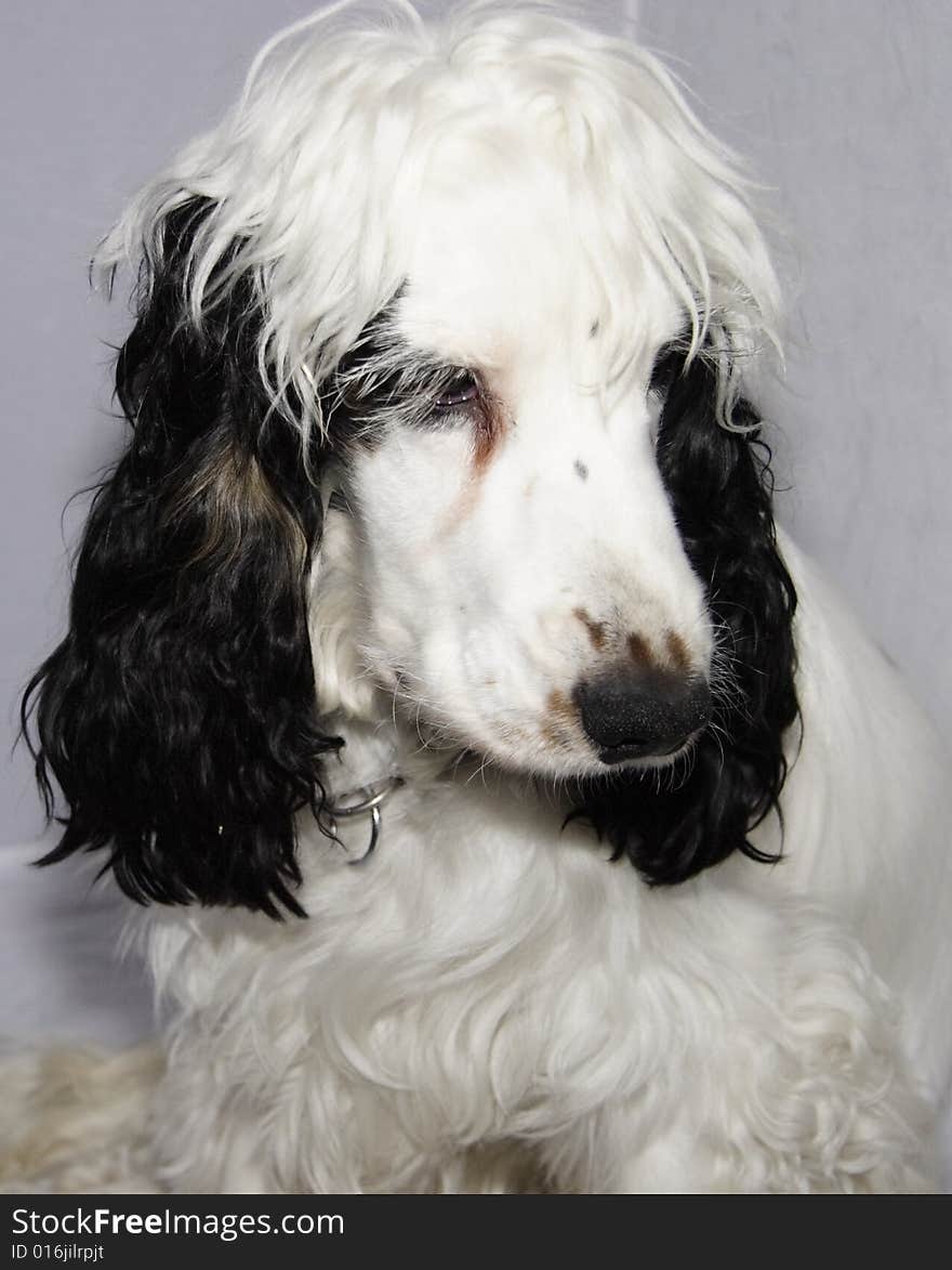 Black and white cocker spaniel against a grey background. Black and white cocker spaniel against a grey background