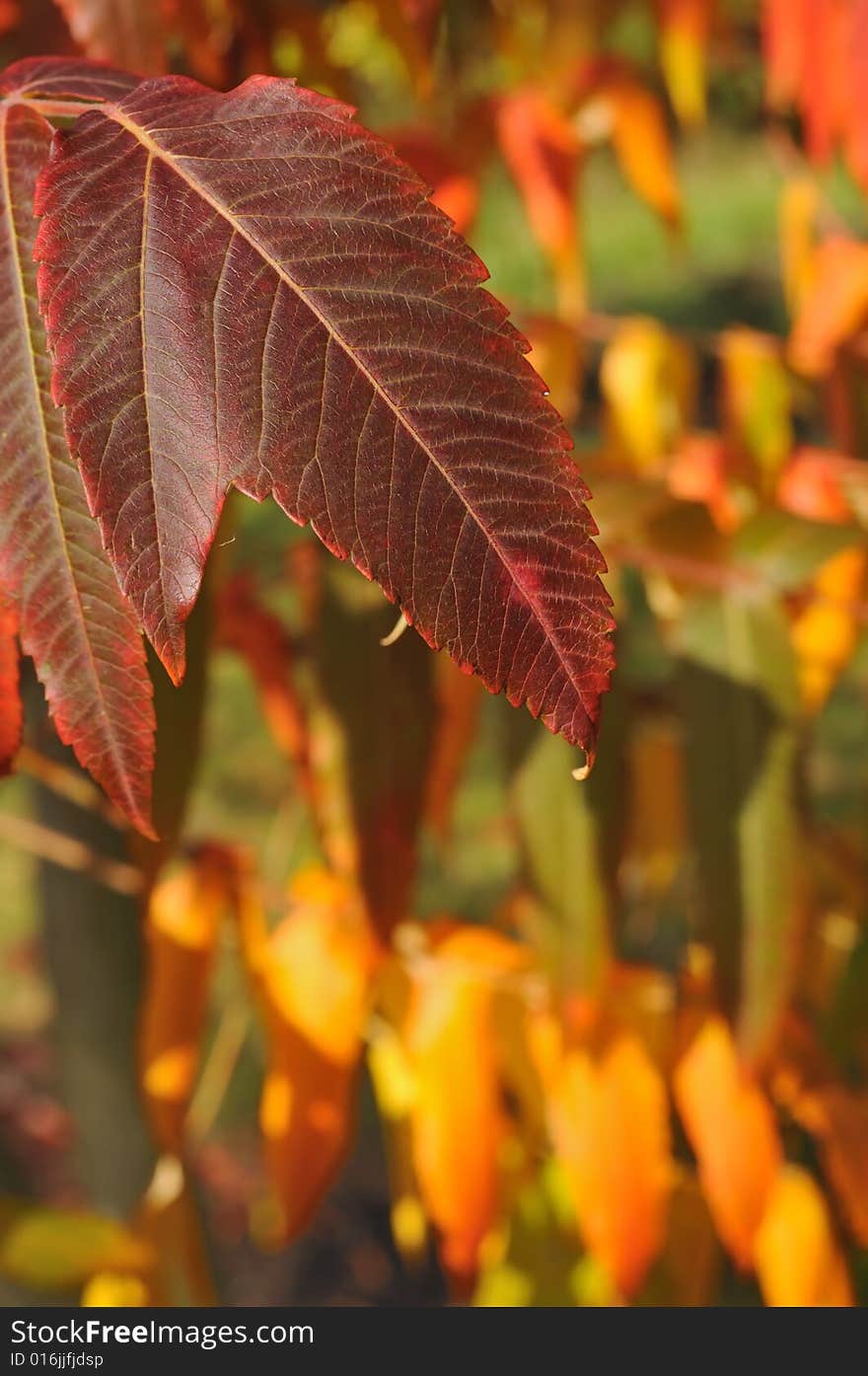 Malformation, two leaves in one with fall colors in the background. Malformation, two leaves in one with fall colors in the background