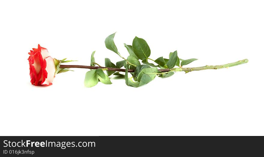 Tender red rose isolated on dark background