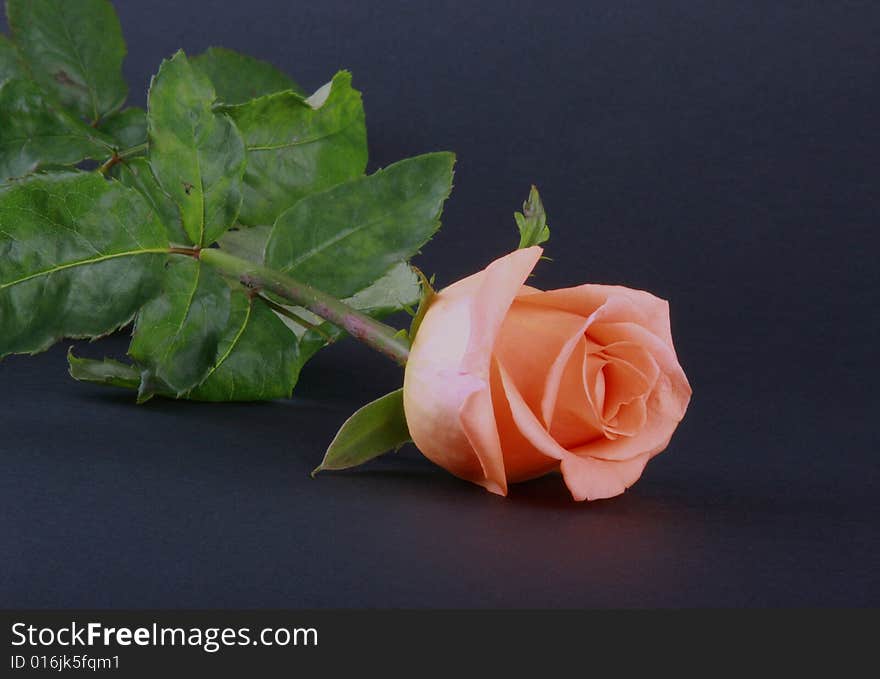 Tender rose isolated on dark background