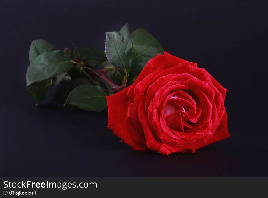 Red rose isolated on dark background