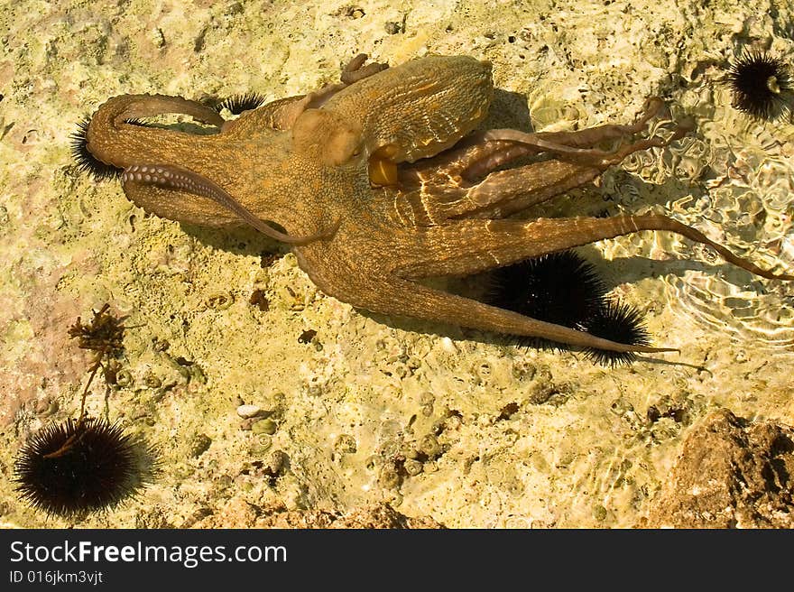 Octopus and urchins in wild near croatian coastline