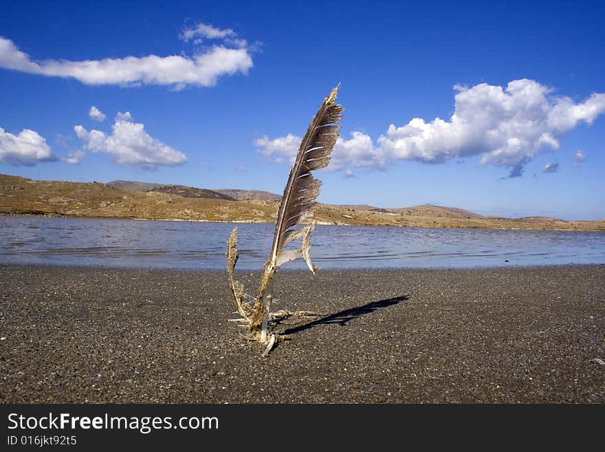 Wild Turkey feather isolated in landscape.Gokceada-2008