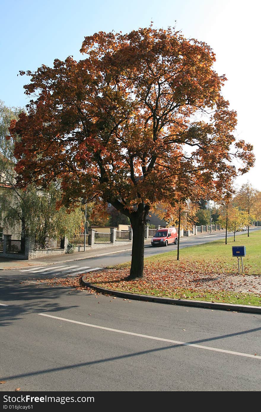 Tree in park coloured in autumn colours