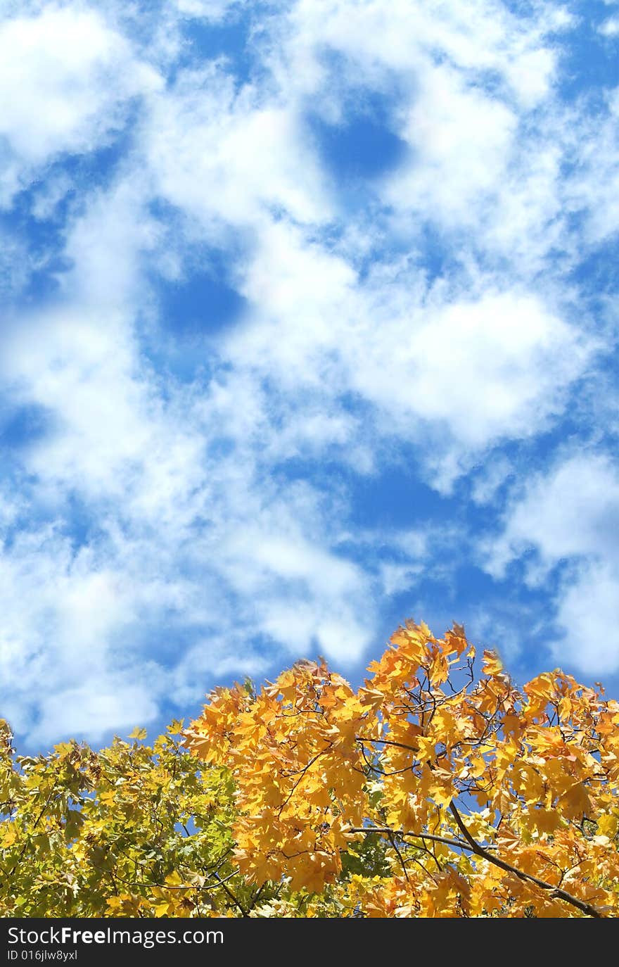 Yellow autumn leaves on a background of the cloudy sky.