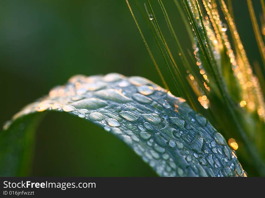 Drops on green leaf in early morning light. Drops on green leaf in early morning light