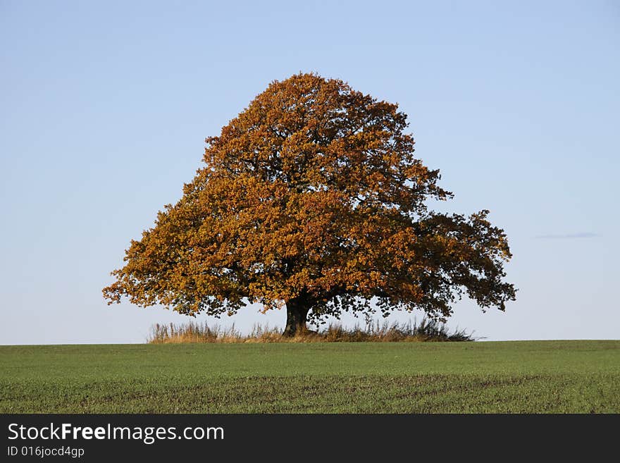 Old beautiful oak in autumn norway. Old beautiful oak in autumn norway