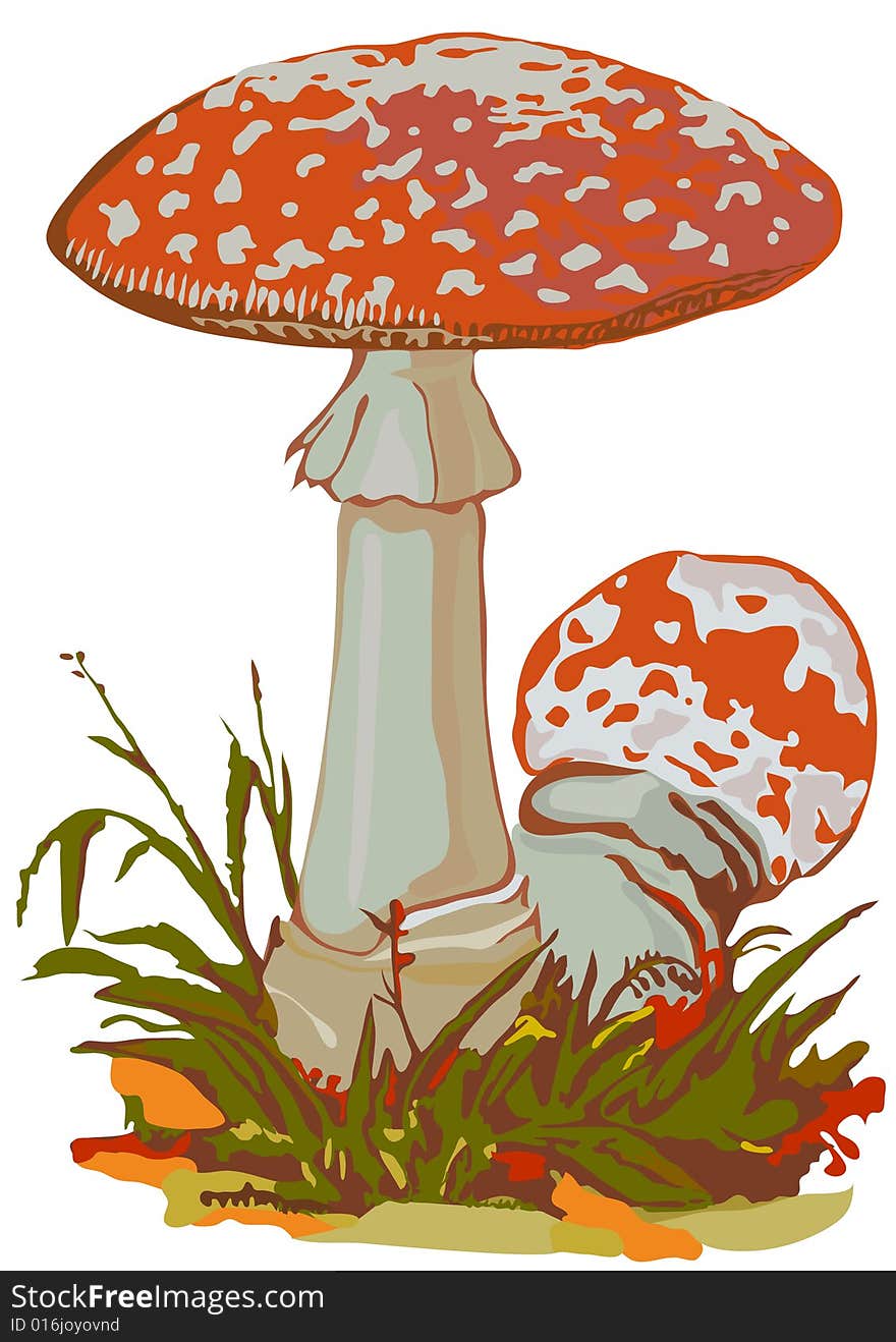 Poisonous mushroom a fly agaric-beauty and danger. It is isolated on a white background