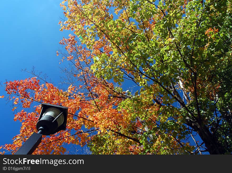 Maple tree branches background, autumn in Canada