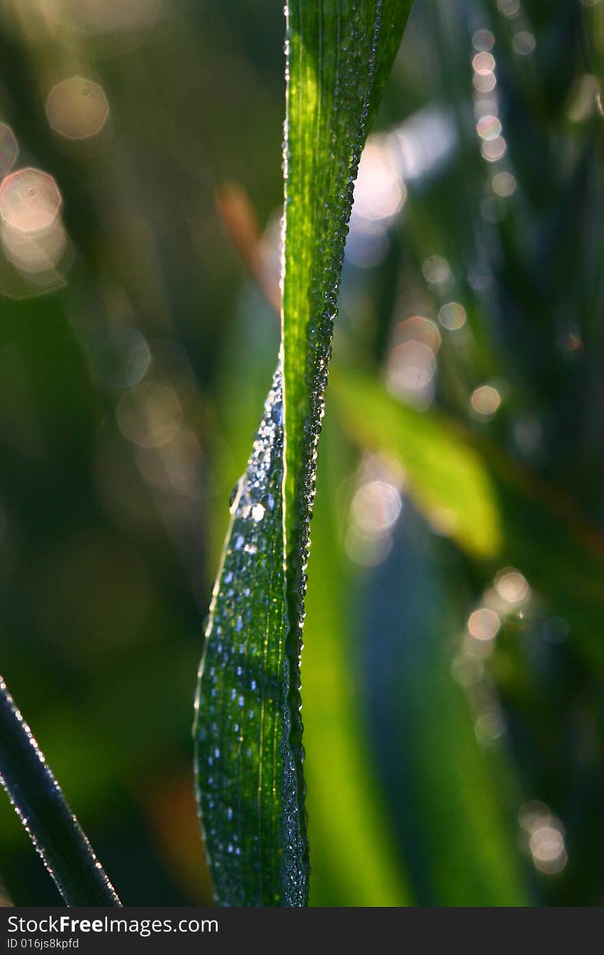 Drops on green leaf in early morning light. Drops on green leaf in early morning light