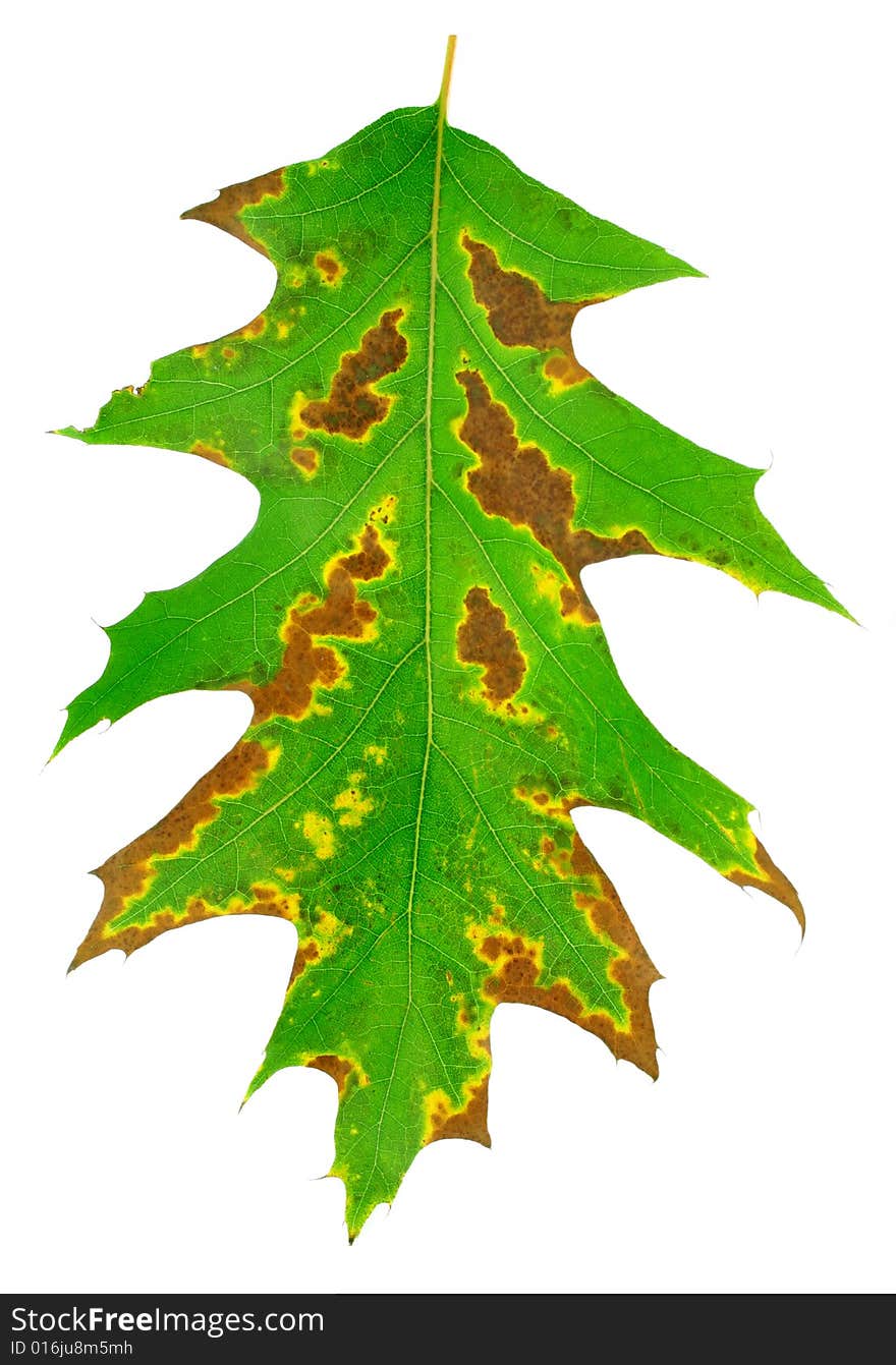 One green oak leaf is texture of plant